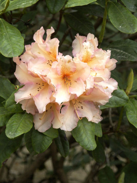 Rhododendron &#039;Norfolk Candy&#039;