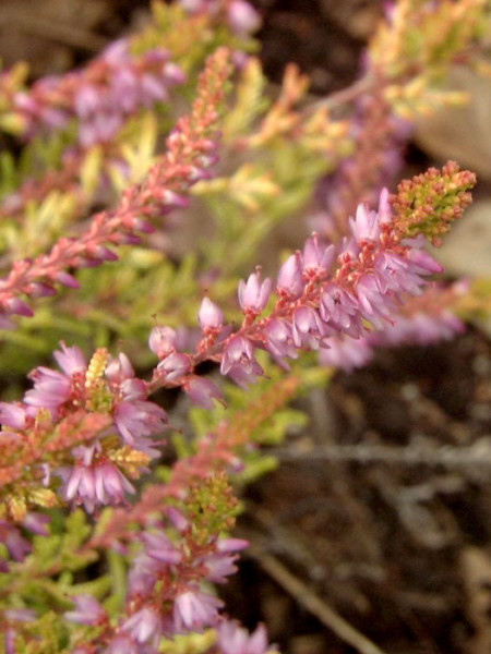 Zierliche, rosarote Blüte der Besenheide 'Boskoop'