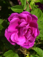 Rosa rugosa 'Hansa', Rose Hansa