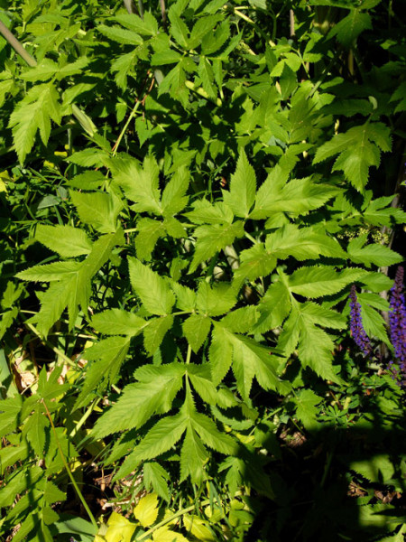 Angelica achangelica, Engelwurz, Dreieinigkeitswurzel