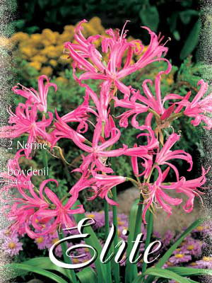 Guernsey-Lilie, Nerine bowdenii (Art.Nr. 521840)