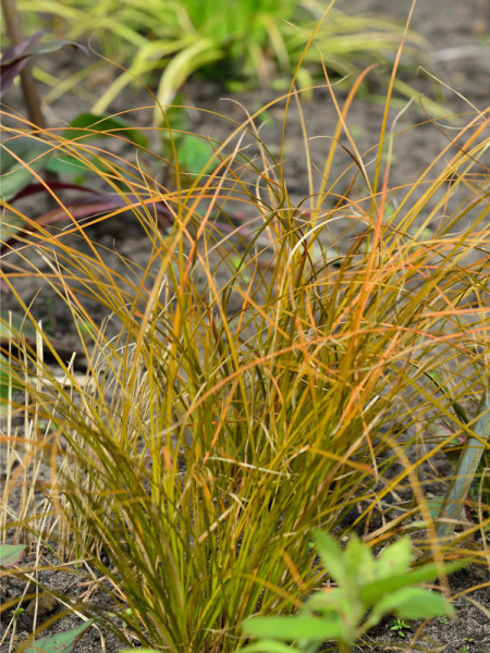 Carex testacea &#039;Prairie Fire&#039;, Rote Garten-Segge