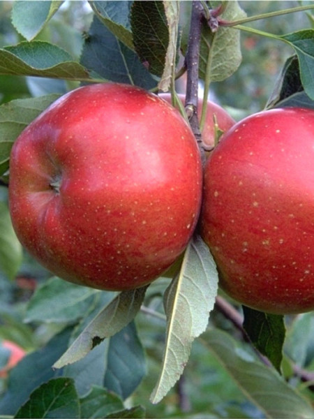 Apfel Melrose
