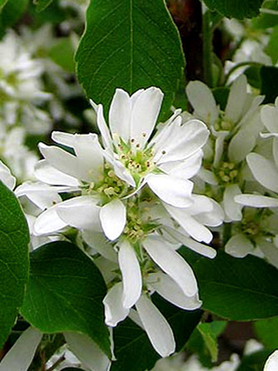 Obelisk Säulenfelsenbirne Felsenbirne Amelanchier alnifolia schlank wachsende Pflanze 3 Liter Topf
