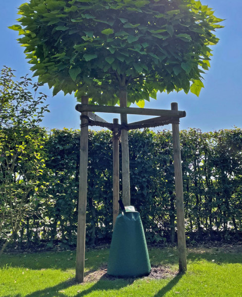 Beispielfoto mit Bewässerungssack am Baum