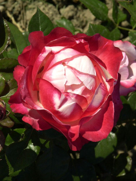 Rose Nostalgie | Billiger Donnerstag