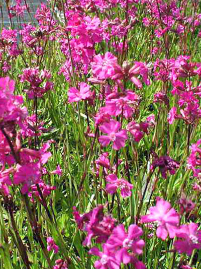 Lychnis (syn. Silene) viscaria &#039;Feuer&#039;, Lichtnelke, Gewöhnliche Pechnelke