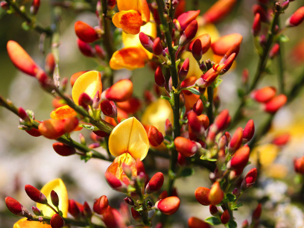 Cytisus scoparius 'Andreanus Splendens'