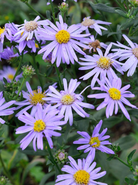 Aster amellus &#039;Dr. Otto Petschek&#039;, Bergaster, Amellusaster