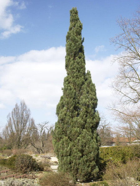 Säulen-Kiefer als Solitärpflanze im Garten