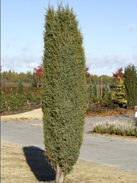 Juniperus communis, Gemeiner Wacholder