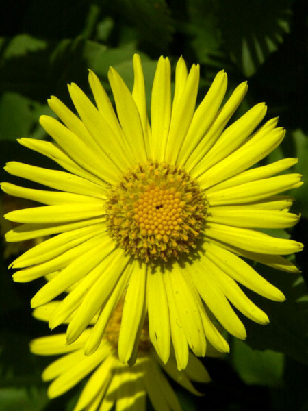 Doronicum orientale &#039;Magnificum&#039;, Gemswurz, Kaukasus-Gämswurz