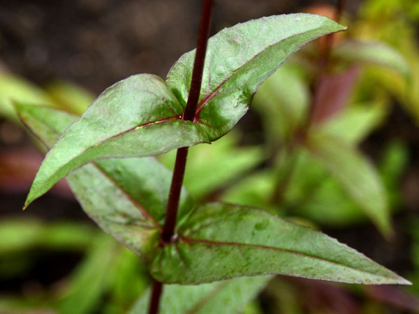 Penstemon digitalis &#039;Husker Red&#039;, Bronce-Bartfaden