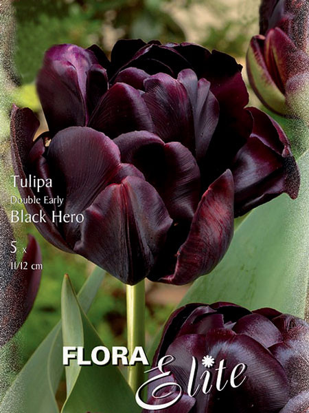 Gefüllte späte Tulpe &#039;Black Hero&#039; (Art.Nr. 595403)