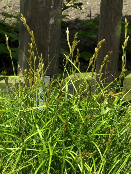 Carex muskingumensis 'Silberstreif', Weißbunte Palmwedel-Segge