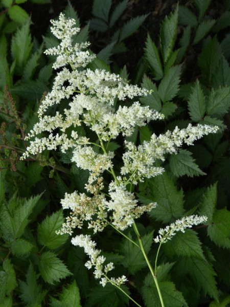 Zarte, weiße Blüte der China-Astilbe 'Finale'