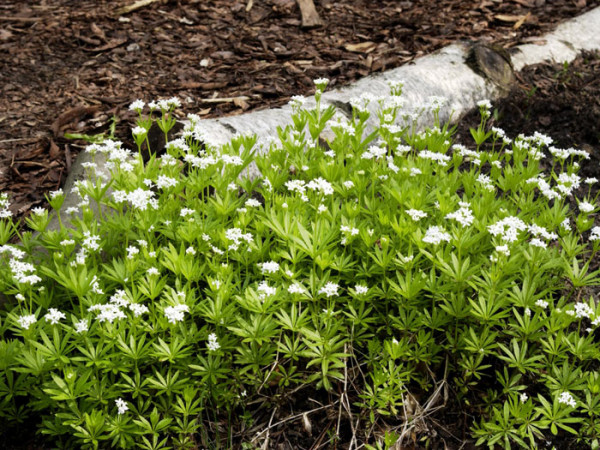 Waldmeister mit polsterartigem Wuchs