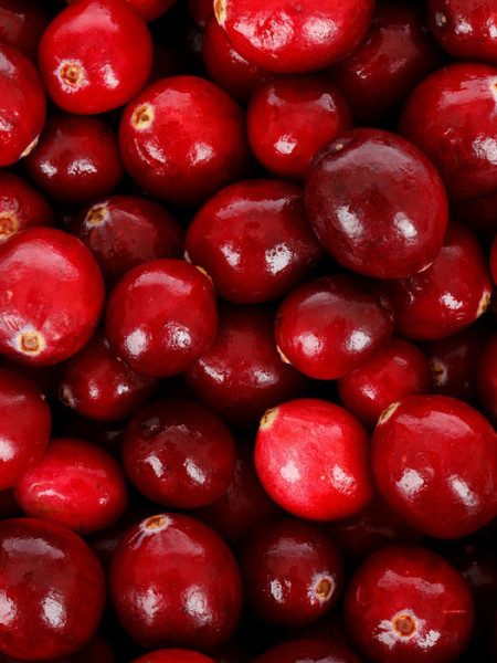 Cranberry, großfruchtige Moosbeere - Gesundheitsbeere