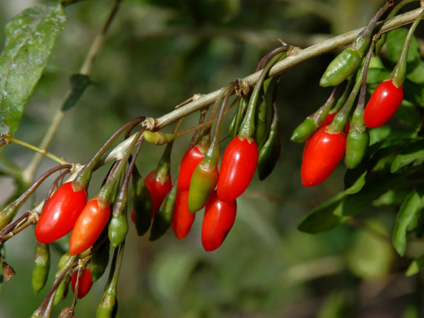 Goji-Beere &#039;Sweet Lifeberry&#039; (Lycium barbarum)