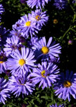 aster-kippenberg56d85bb0b08da