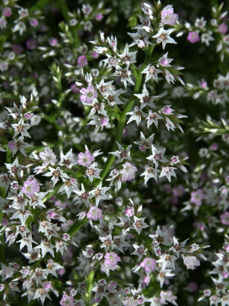 Goniolimon (syn. Limonium) tataricum, Tatarenschleier, Statice, Strandflieder