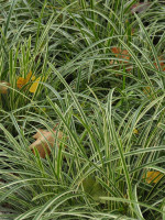 Carex foliosissima 'Ice Dance' (M), Weißrandige Garten-Segge, Teppich-Japan-Segge