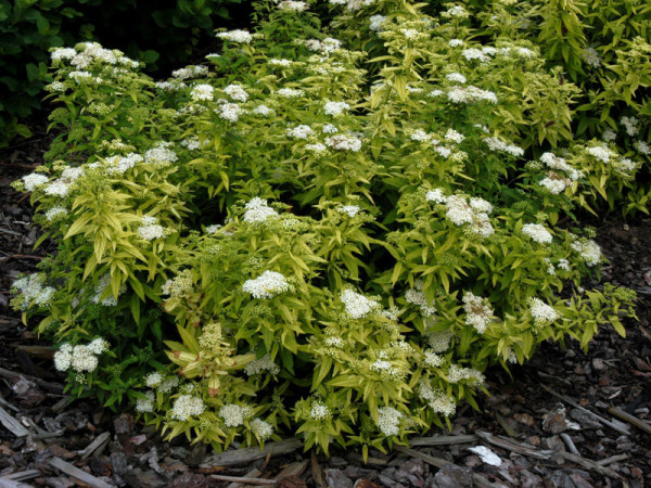 Spiraea japonica &#039;Albiflora&#039;, Weiße Zwerg-Spiere