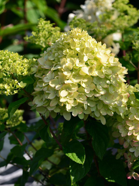 Hydrangea paniculata &#039;Little Lime&#039;®, Zwerg-Rispen-Hortensie