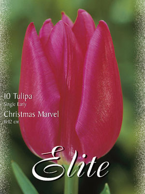 Einfache frühe Tulpe &#039;Christmas Marvel&#039; (Art.Nr. 595104)