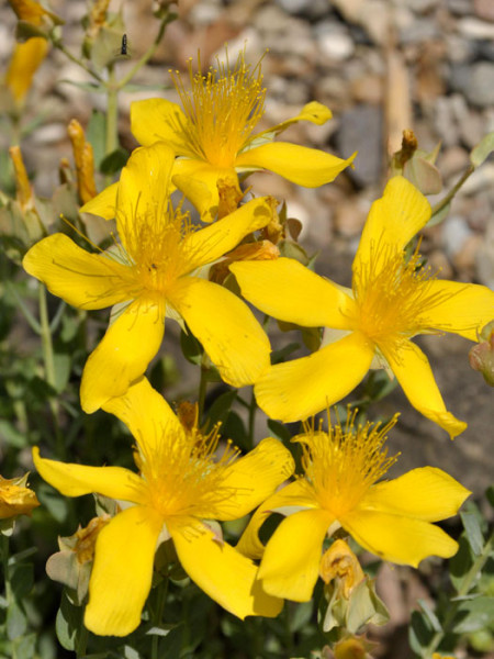 Hypericum polyphyllum &#039;Grandiflorum&#039;, Polster-Johanniskraut, Zwerg-Johanniskraut