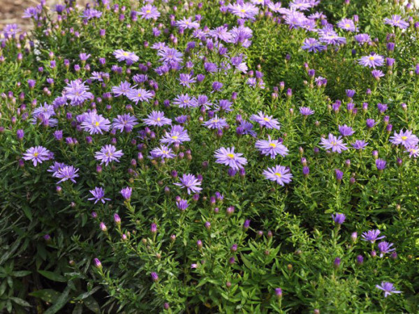 Aster dumosus &#039;Professor A. Kippenberg&#039; (M), Kissen-Aster, Herbst-Aster