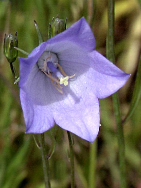 Campanula rotundifolia &#039;Olympica&#039;, Rundblättrige Glockenblume