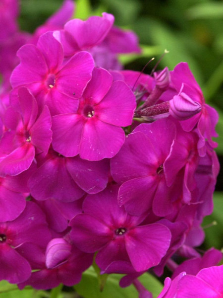 Phlox paniculata &#039;Düsterlohe&#039; (M), Flammenblume, Sommerphlox