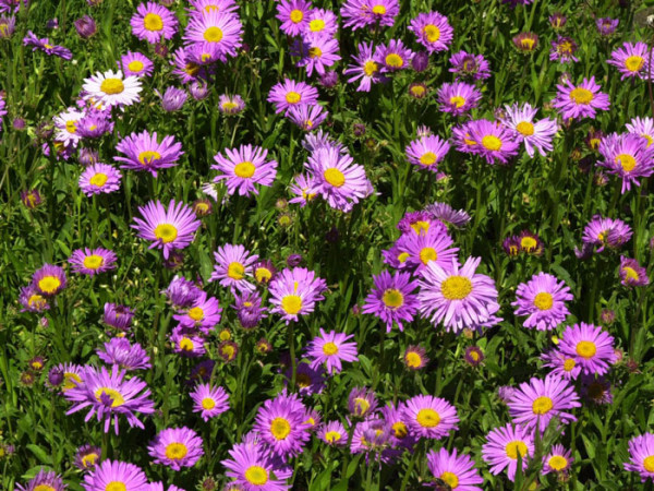 Aster alpinus &#039;Happy End&#039; (M), Alpen-Aster, Frühjahrsaster