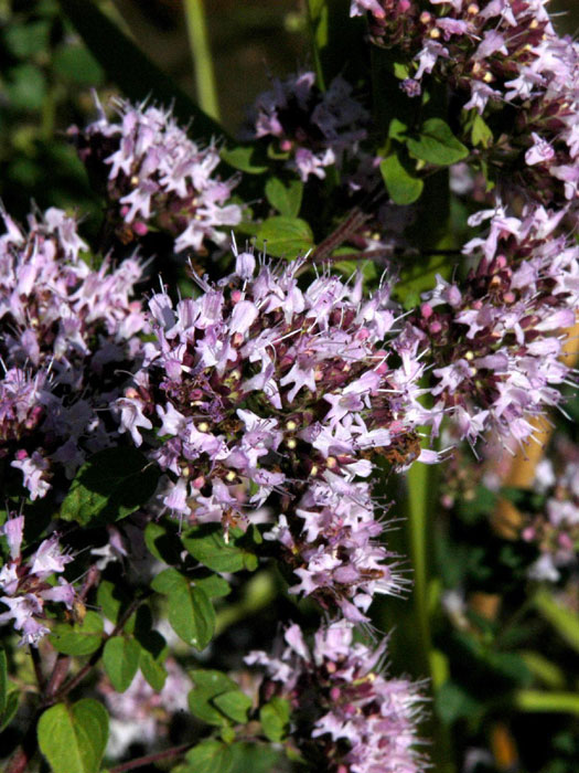 Majoran Origanum majorana