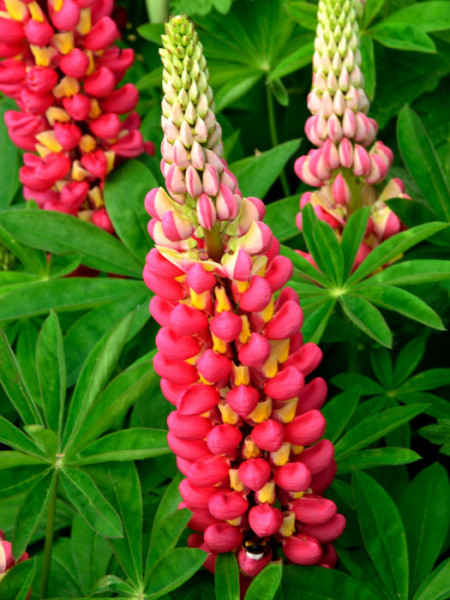 Lupinus polyphyllus &#039;Edelknabe&#039;, Lupine, Wolfsbohne