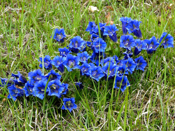 Gentiana acaulis, Frühlingsenzian