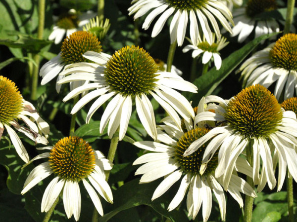 Echinacea purpurea &#039;Baby Swan White&#039;, Scheinsonnenhut