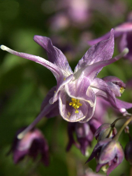 Violette Blüte der großblumigen Elfenblume 'Lilafee'