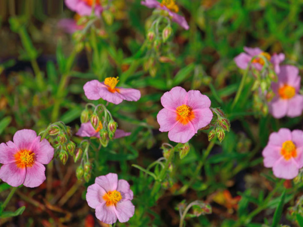 Das Garten-Sonnenröschen 'Lawrensons Pink'