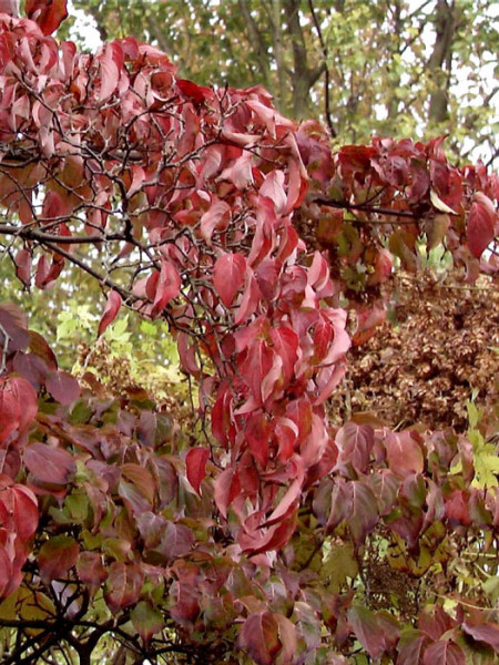 Dunkelrote Herbstfärbung der Blätter