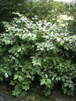 Cornus alba, Weißer Hartriegel