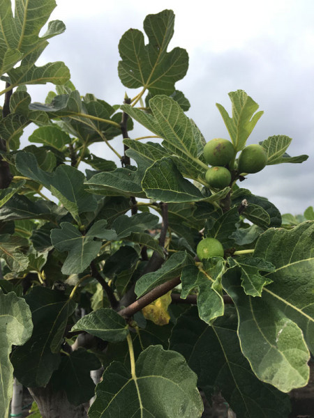 Feigenbaum, Ficus carica