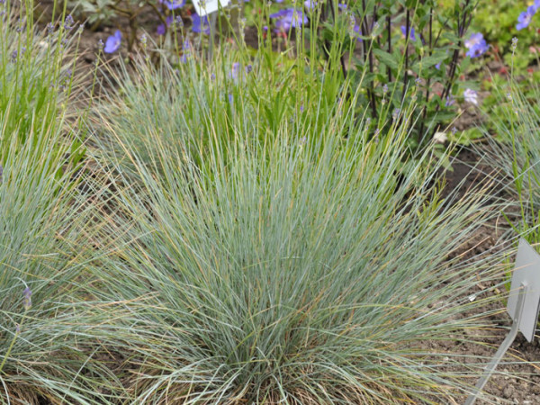 Festuca cinerea &#039;Elijah Blue&#039; (M), Blau-Schwingel