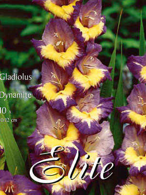 Großblumige Gladiole &#039;Dynamite&#039;, Gladiolus (Art.Nr. 521253)