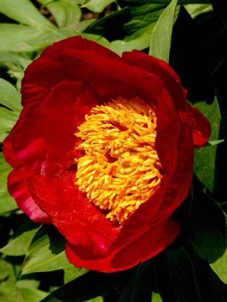 Paeonia x lactiflora &#039;Flame&#039;, Edel-Pfingstrose