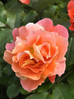 Rose Westerland ® - Kordes