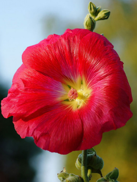 Alcea rosea &#039;Mars Magic&#039; (M), Stockrose, englische Stockrose, Spotlight-Stockrose