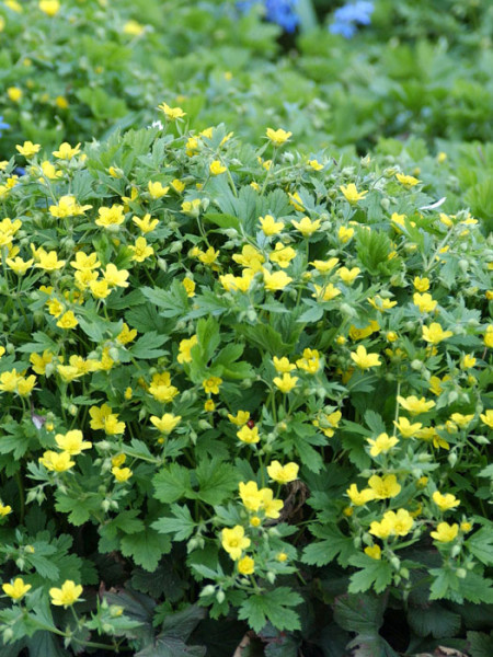 Waldsteinia geoides (M), Horstige Ungarwurz, Waldsteinie