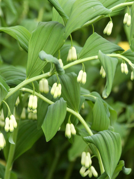 Polygonatum x hybridum &#039;Weihenstephan&#039;, Salomonssiegel, Weißwurz